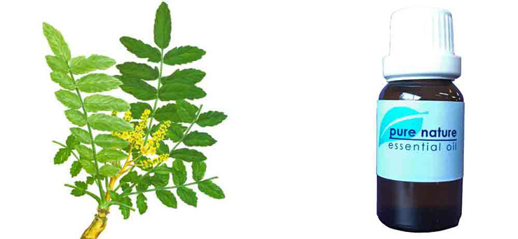Pure Nature Frankincense Essential Oil